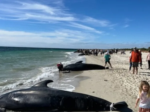 Σε κίνδυνο φάλαινες στην Αυστραλία