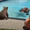 Αρκούδα δροσίζεται στα νερά πισίνας στην Καλιφόρνια