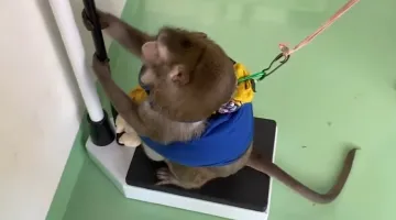 Μαϊμού στην Ταϊλάνδη