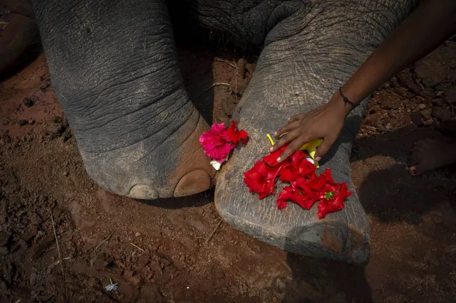 Ελέφαντας στην Ινδία