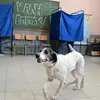 Σκύλος στις Ευρωεκλογές